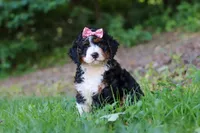 Reese, a female Miniature Bernedoodle for sale in Apple Creek, OH – 4 of 6