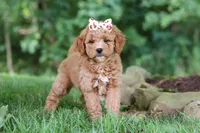 Acadia, a female Miniature Goldendoodle for sale in Apple Creek, OH – 3 of 3