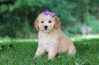 Sequoia, a female Miniature Goldendoodle for sale in Apple Creek, OH – 2 of 3