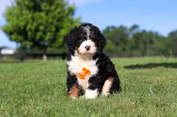 Rocky, a male Miniature Bernedoodle for sale in Apple Creek, OH – 4 of 5