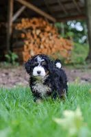 Hershey, a female Miniature Bernedoodle for sale in Apple Creek, OH – 5 of 8