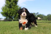 Rocky, a male Miniature Bernedoodle for sale in Apple Creek, OH – 1 of 5