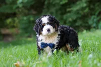 Graham, a male Miniature Bernedoodle for sale in Apple Creek, OH – 2 of 8