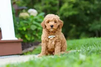 Jasper, a male Miniature Goldendoodle for sale in Apple Creek, OH – 2 of 3
