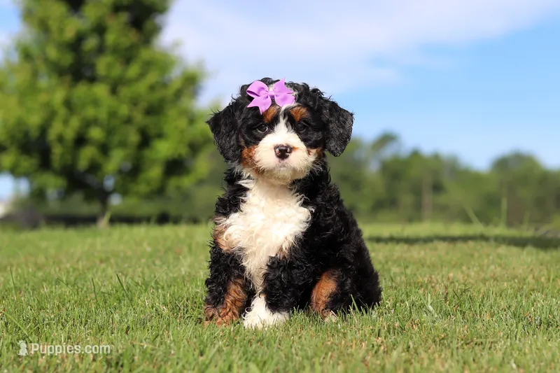 Mint – Miniature Bernedoodle puppy for sale in Apple Creek, OH