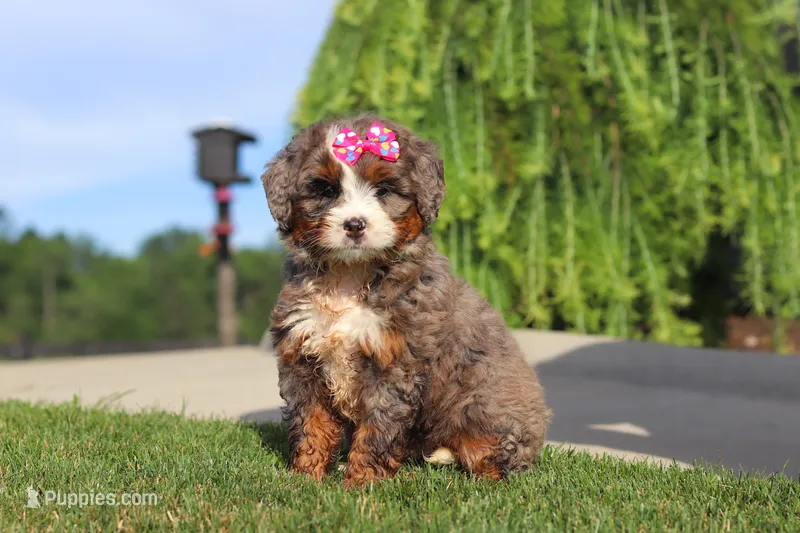 Popcorn – Miniature Bernedoodle puppy for sale in Apple Creek, OH