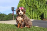 Popcorn, a female Miniature Bernedoodle for sale in Apple Creek, OH – 1 of 4