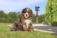 Nacho, a male Miniature Bernedoodle for sale in Apple Creek, OH – 5 of 5