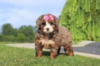 Popcorn, a female Miniature Bernedoodle for sale in Apple Creek, OH – 4 of 4