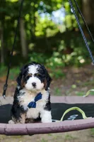 Graham, a male Miniature Bernedoodle for sale in Apple Creek, OH – 7 of 8