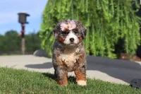 Butter, a female Miniature Bernedoodle for sale in Apple Creek, OH – 2 of 5