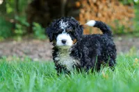 Hershey, a female Miniature Bernedoodle for sale in Apple Creek, OH – 7 of 8