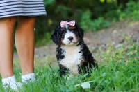Reese, a female Miniature Bernedoodle for sale in Apple Creek, OH – 6 of 6