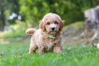 Bryce, a male Miniature Goldendoodle for sale in Apple Creek, OH – 2 of 3