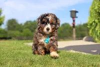 Nacho, a male Miniature Bernedoodle for sale in Apple Creek, OH – 2 of 5