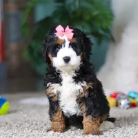 Opal, a female Miniature Bernedoodle for sale in Apple Creek, OH – Photo 5 of 5