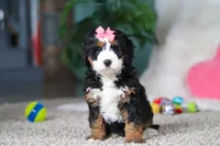 Opal, a female Miniature Bernedoodle for sale in Apple Creek, OH – Photo 5 of 5