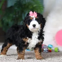 Opal, a female Miniature Bernedoodle for sale in Apple Creek, OH – Photo 2 of 5