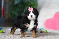 Opal, a female Miniature Bernedoodle for sale in Apple Creek, OH – Photo 2 of 5