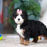 Opal, a female Miniature Bernedoodle for sale in Apple Creek, OH – Photo 3 of 5