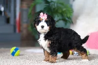 Opal, a female Miniature Bernedoodle for sale in Apple Creek, OH – Photo 3 of 5