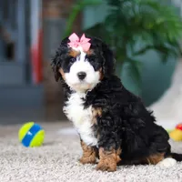 Opal, a female Miniature Bernedoodle for sale in Apple Creek, OH – Photo 4 of 5