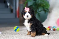 Opal, a female Miniature Bernedoodle for sale in Apple Creek, OH – Photo 4 of 5