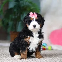 Opal, a female Miniature Bernedoodle for sale in Apple Creek, OH – Photo 1 of 5