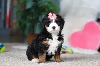 Opal, a female Miniature Bernedoodle for sale in Apple Creek, OH – Photo 1 of 5