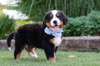 George, a male Bernese Mountain Dog for sale in Apple Creek, OH – 8 of 8