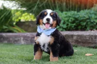George, a male Bernese Mountain Dog for sale in Apple Creek, OH – 5 of 8