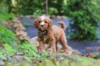 Everly, a male Miniature Goldendoodle for sale in Apple Creek, OH – 4 of 4