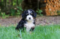 Hershey, a female Miniature Bernedoodle for sale in Apple Creek, OH – 6 of 8