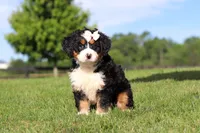 Waffle, a female Miniature Bernedoodle for sale in Apple Creek, OH – 5 of 6