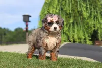 Butter, a female Miniature Bernedoodle for sale in Apple Creek, OH – 5 of 5
