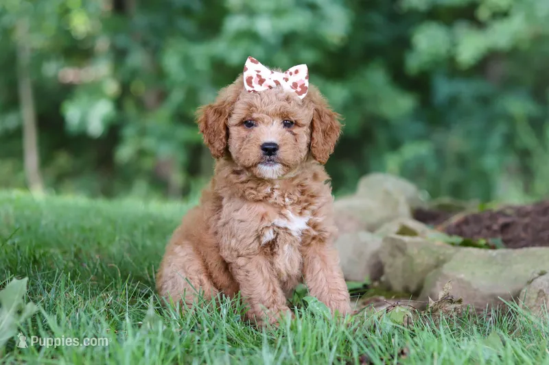 Acadia – Miniature Goldendoodle puppy for sale in Apple Creek, OH