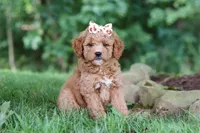 Acadia, a female Miniature Goldendoodle for sale in Apple Creek, OH – 2 of 3