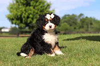 Waffle, a female Miniature Bernedoodle for sale in Apple Creek, OH – 6 of 6