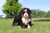 Pistachio, a female Miniature Bernedoodle for sale in Apple Creek, OH – 3 of 6