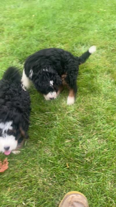 Graham, a male Bernedoodle for sale in Apple Creek, OH – 9 of 9