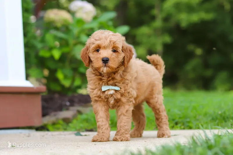 Jasper – Miniature Goldendoodle puppy for sale in Apple Creek, OH