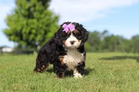 Mint, a female Miniature Bernedoodle for sale in Apple Creek, OH – 3 of 5