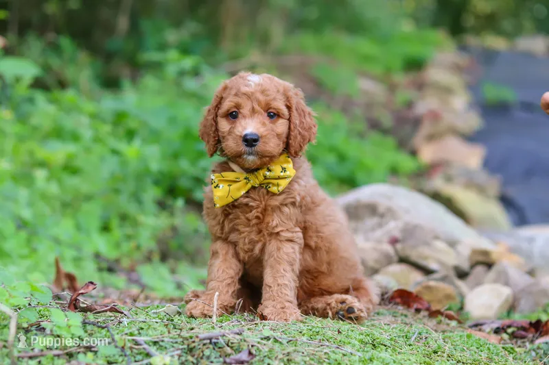 Rocky – Miniature Goldendoodle puppy for sale in Apple Creek, OH