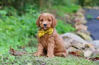 Rocky, a male Miniature Goldendoodle for sale in Apple Creek, OH – 1 of 3
