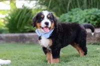 George, a male Bernese Mountain Dog for sale in Apple Creek, OH – 2 of 8