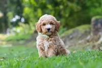 Bryce, a male Miniature Goldendoodle for sale in Apple Creek, OH – 3 of 3