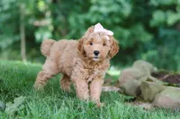Sierra, a female Miniature Goldendoodle for sale in Apple Creek, OH – 2 of 3