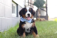George, a male Bernese Mountain Dog for sale in Apple Creek, OH – 3 of 8