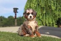 Butter, a female Miniature Bernedoodle for sale in Apple Creek, OH – 1 of 5