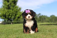 Mint, a female Miniature Bernedoodle for sale in Apple Creek, OH – 4 of 5